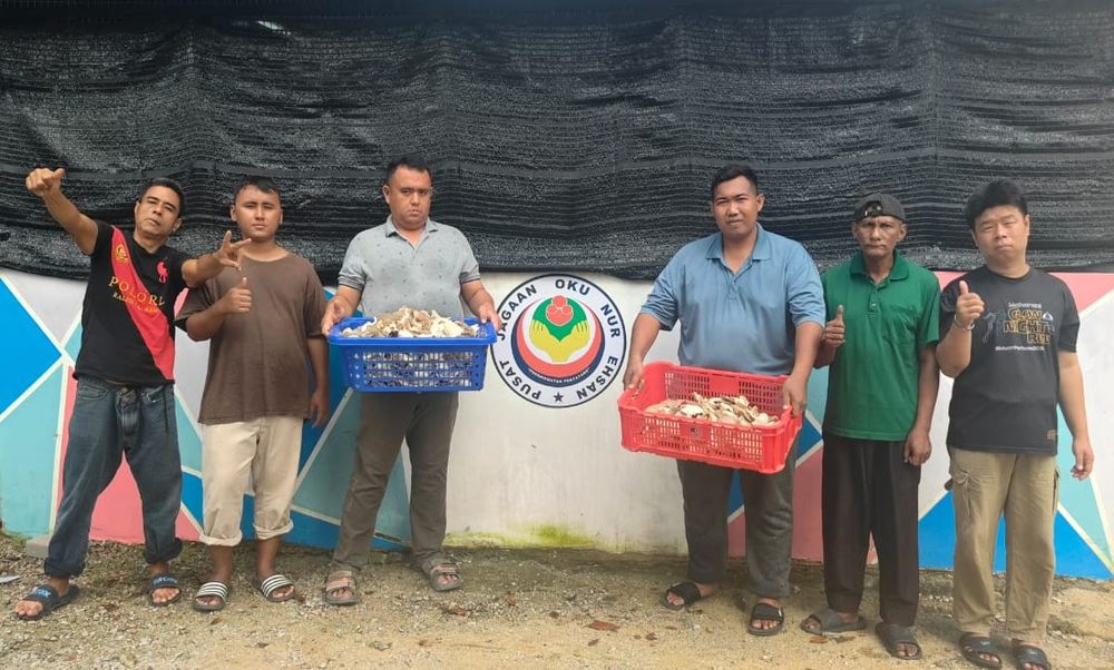 Hasil tuaian cendawan tiram